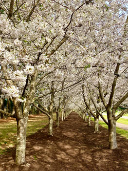 Cherry Trees