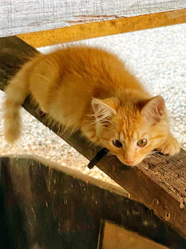 Farm Cat