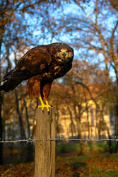 Buteo on pole