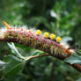 The nonconformist caterpillar