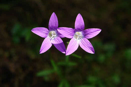 Flower Twins