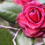 Wilting Camellia