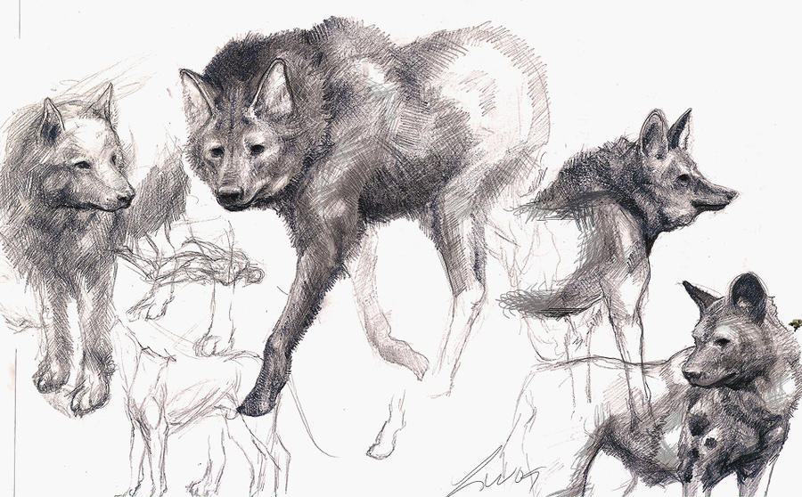 Canine sketches