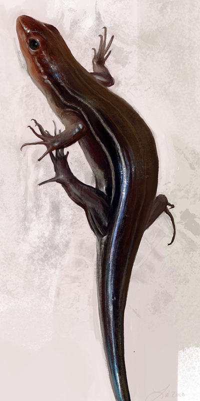 Photo Study: Skink