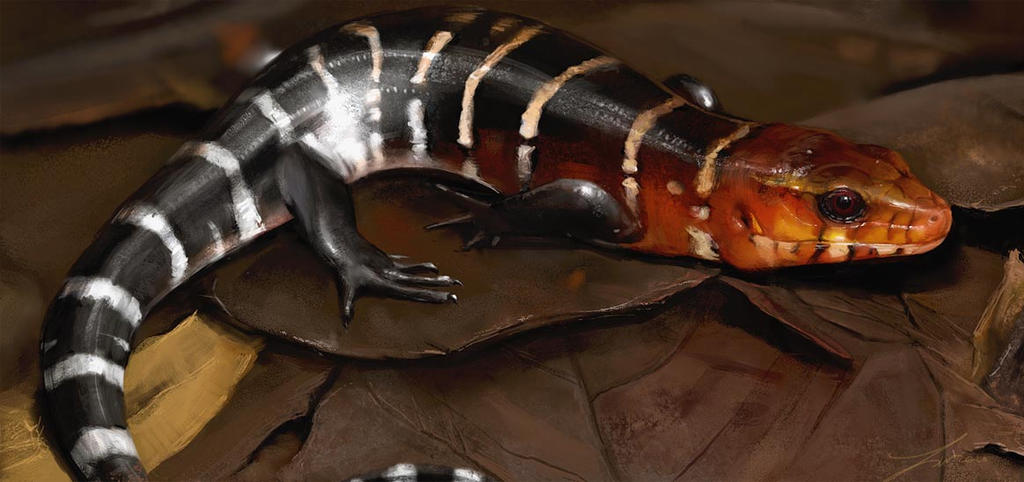Photo Study: Another Skink by LindseyWArt on DeviantArt