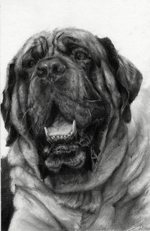 English Mastiff Commission