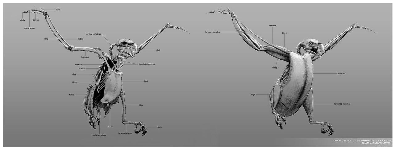 Eagle Leg Anatomy Bald Eagle Radiographs : R/Radiology