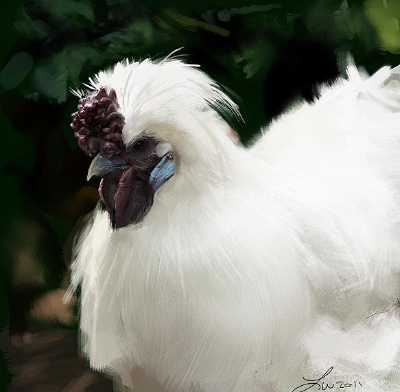 Silky Chicken Study 2