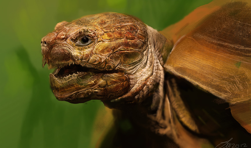 Tortoise Study