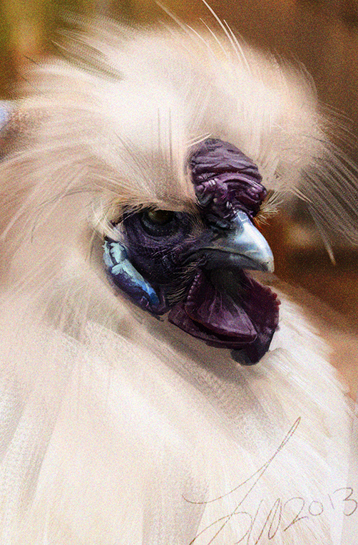 Another Silkie Chicken Study