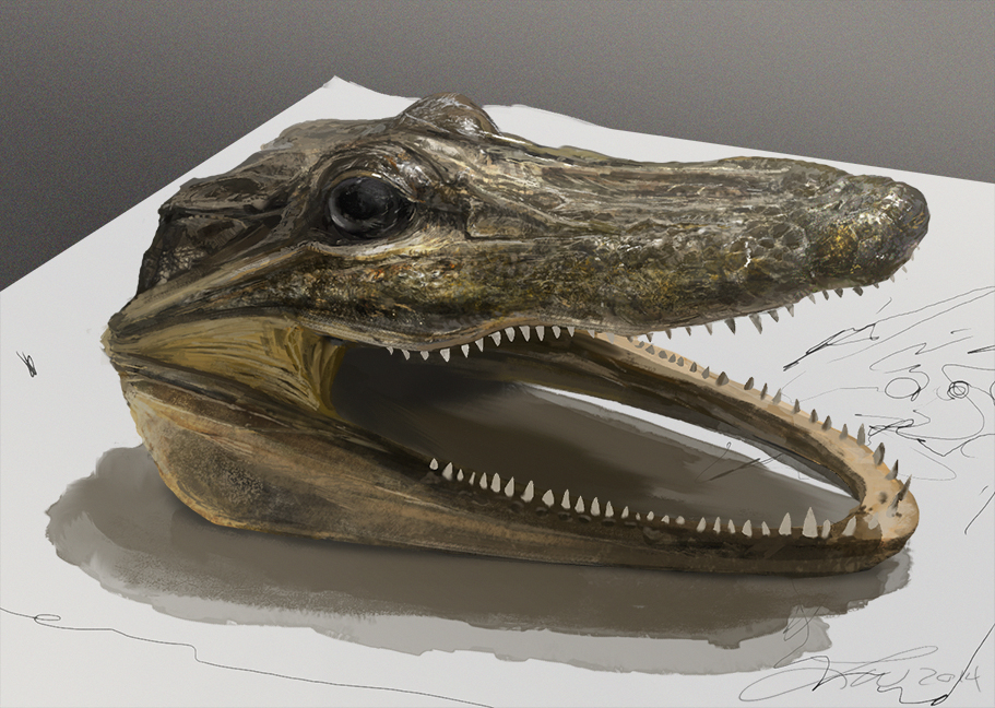 Alligator Head Study