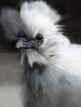 Silky Chicken Study
