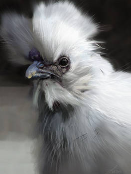 Silky Chicken Study