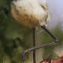 MHW- Downy Crake and Ratholos