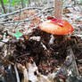 Aminita Muscaria aka Fly Agaric