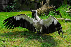 White-Backed Vulture...