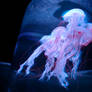 Hong Kong Ocean Park Jellyfish