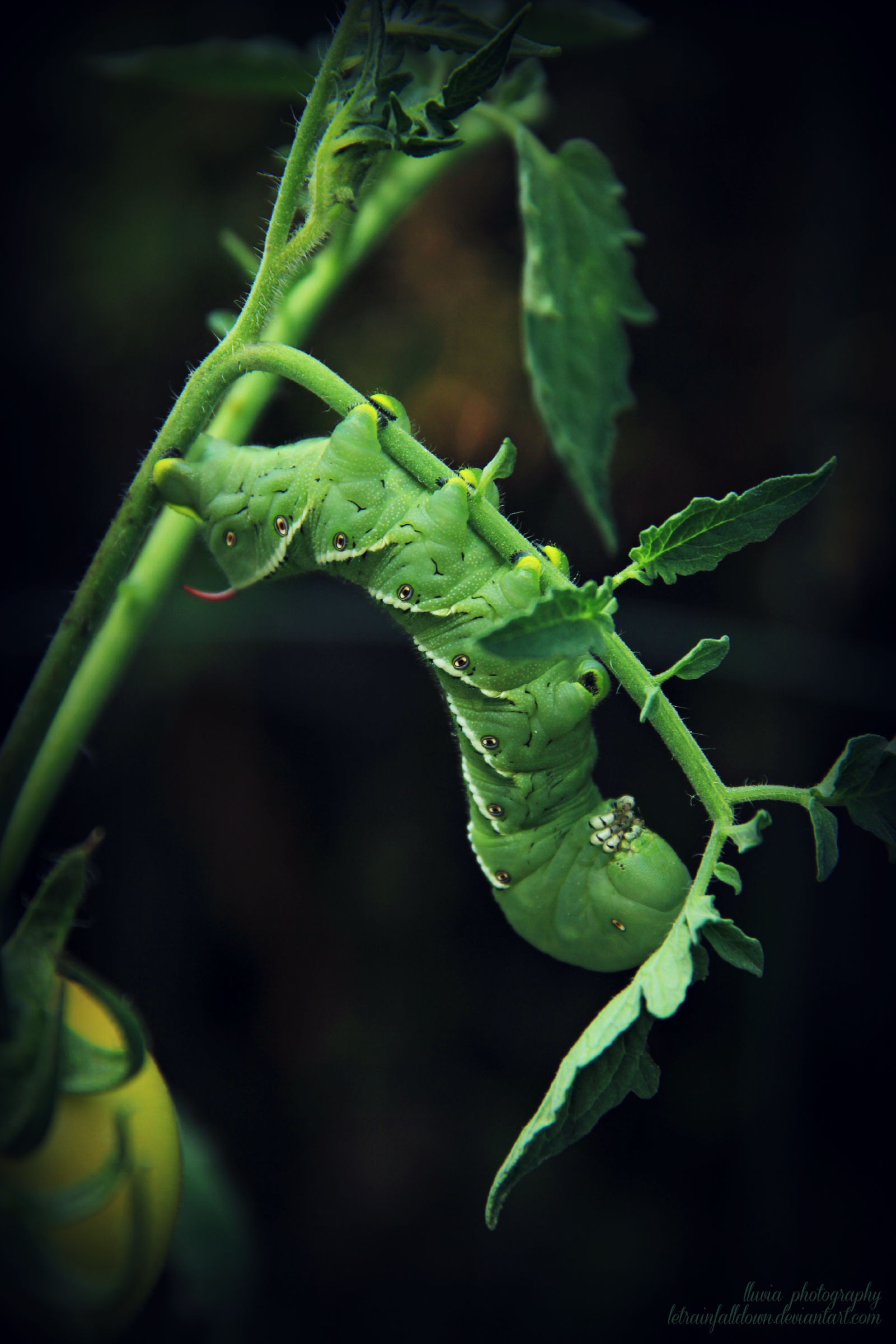Leaves of Green... {Hornworm Caterpillar} by letrainfalldown