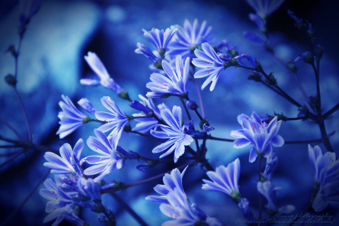 something blue... by letrainfalldown