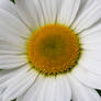 Daisy 2