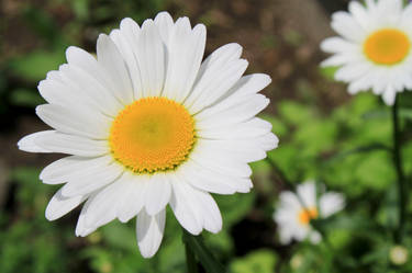 Daisy 5