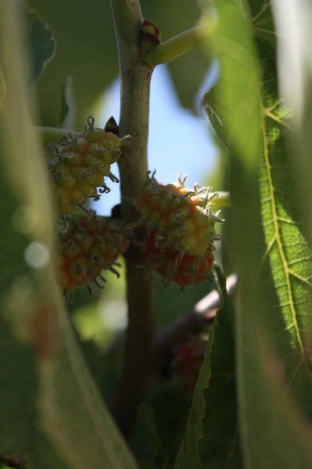 Baby Raspberries