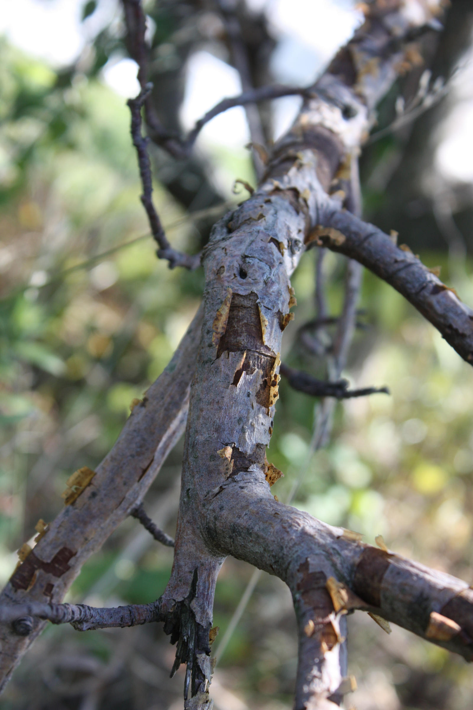 Just A Dead Tree