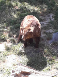 Bear (Ours) - Park-Zoo Le Pal France