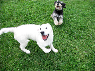 MY doggys- Ferry and Romeo