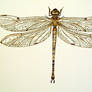 Pinned Dragonfly