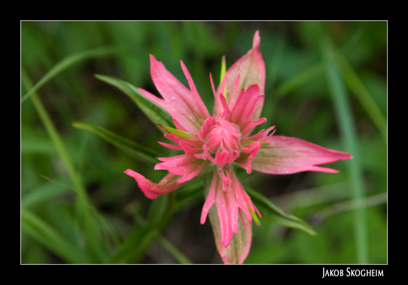 Red Flower