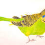 Budgie