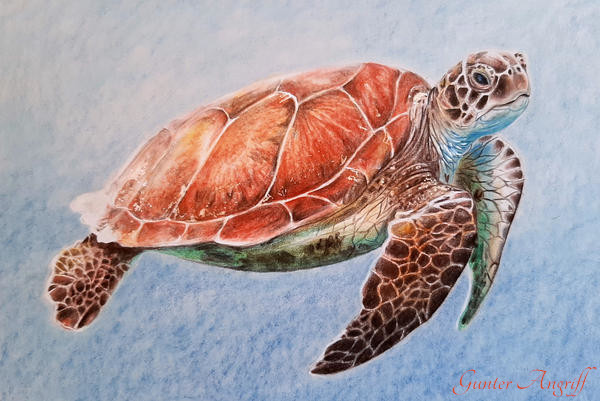 Turtle by GunterAngriff on DeviantArt