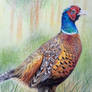 Pheasant