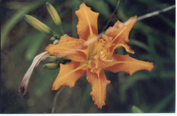 Photo of a Lily