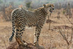 Cheetah pose by HepiZA