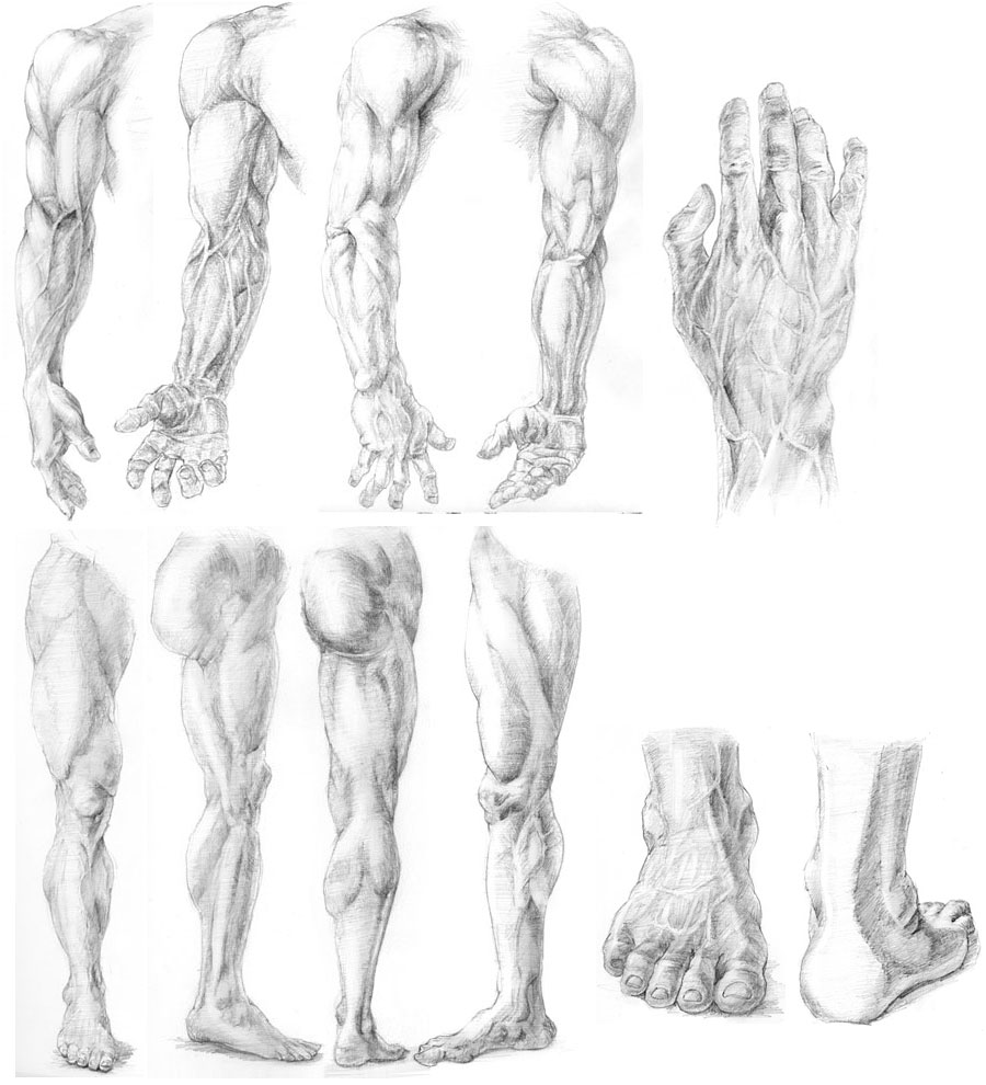 Anatomy study