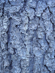 Bark Texture II - Stock