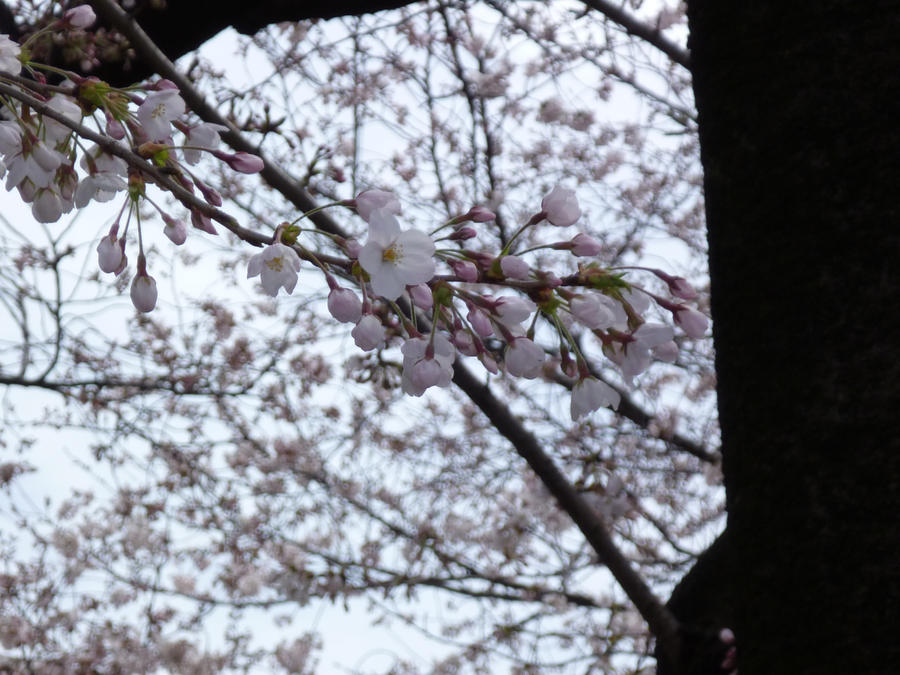 budding sakura by pansfriend on DeviantArt