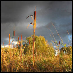 Catkins on a swamp