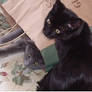 Cat In The Bag 2
