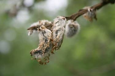 pussy willow