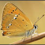 Lycaena virgaureae