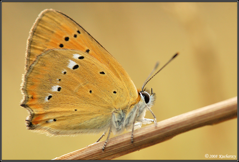 Lycaena virgaureae