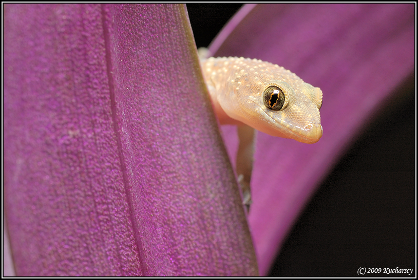 Hemidactylus turcicus IV