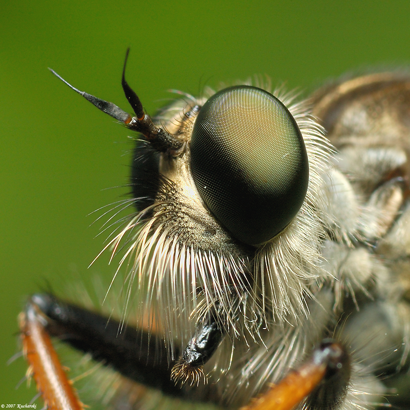 Robber fly VII