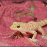 Hemidactylus turcicus V