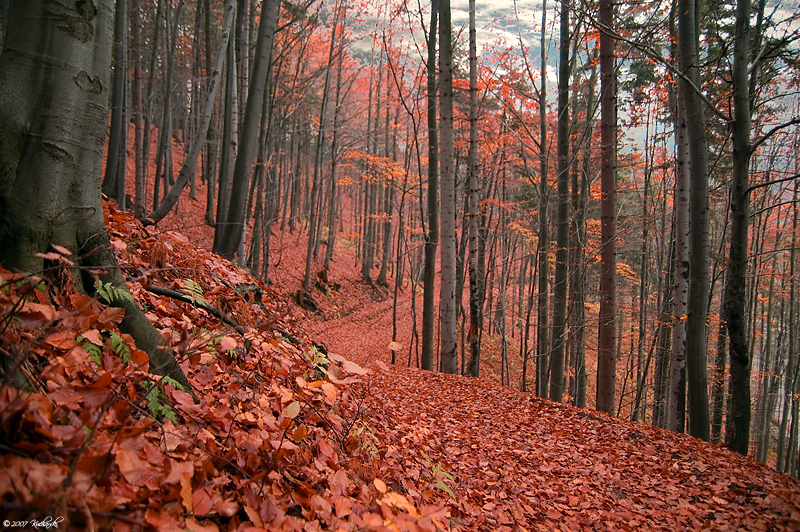 Red beech forest