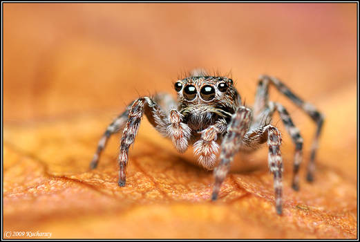 Jumping spider