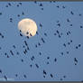 Evening migrations